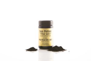 Sun Potion Polyrachis Ant Overview